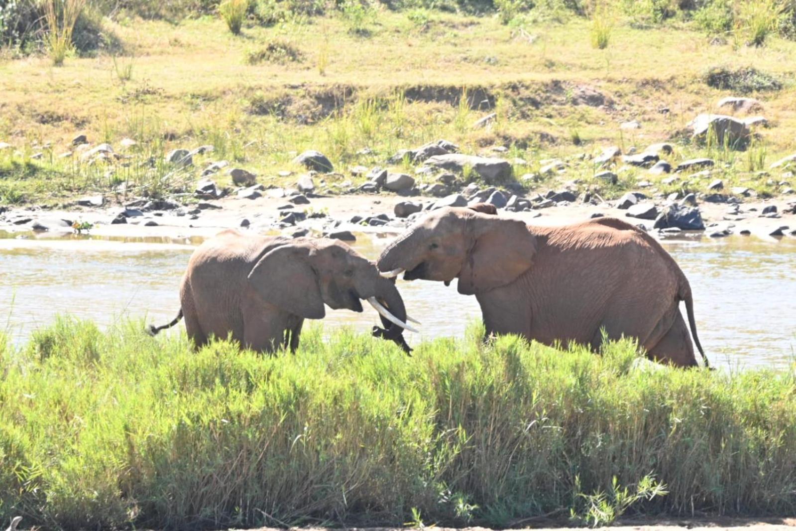 Buckler'S Africa Lodge Kruger Park Коматипорт Екстериор снимка